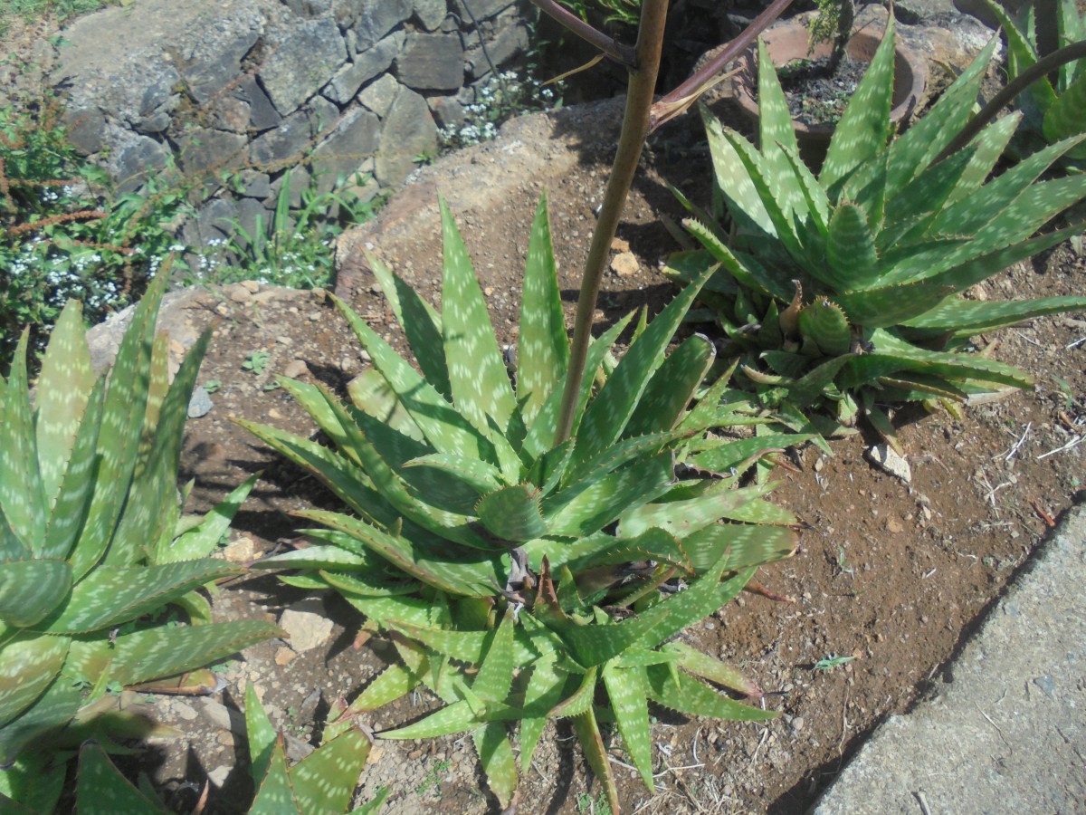 Aloe maculata All.